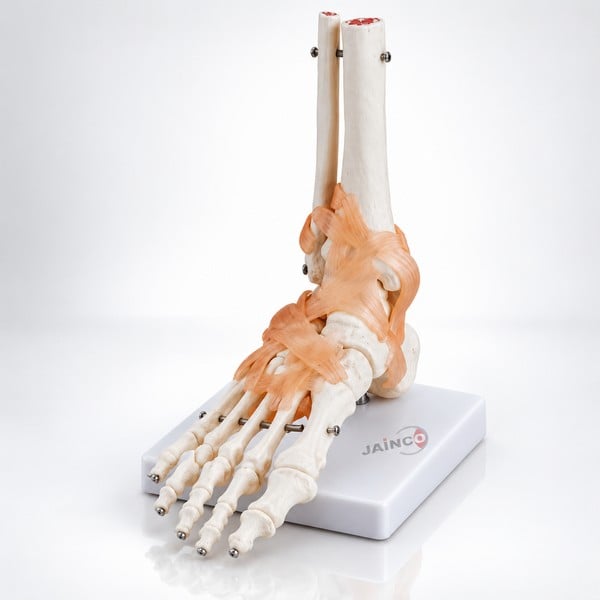 Foot Joint With Ligaments Life Size